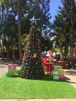 CÂY THÔNG NOEL TẠI KHU DI TÍCH LỊCH SỬ ĐỊA ĐẠO CỦ CHI.